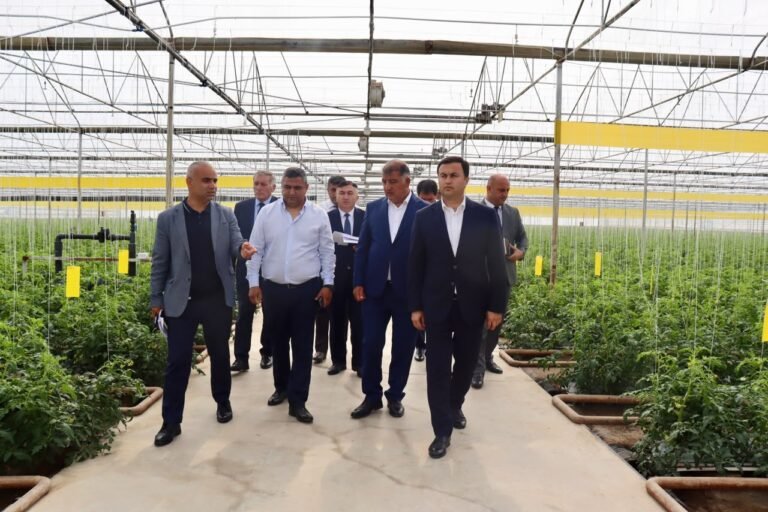 Samux rayonunda iri fermer təsərrüfatında keçirilən monitorinq prosesi