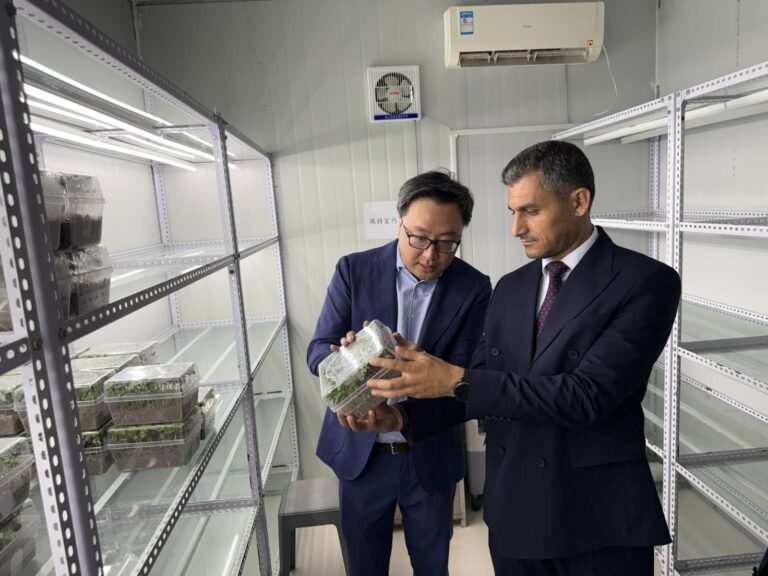 Делегация Азербайджана осматривает хлопковое поле в Китае