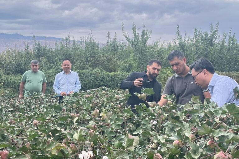 Делегация Азербайджана осматривает хлопковое поле в Китае
