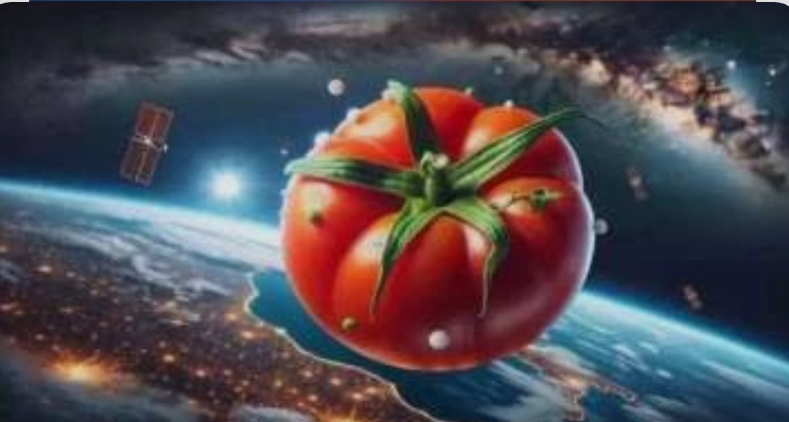 Kosmosa göndərilən pomidor toxumlarından yetişdirilmiş pomidorlar