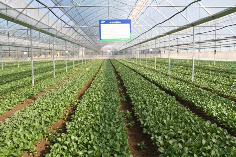 Azerbaijani agriculture delegation visiting a smart greenhouse complex in Yinchuan, China