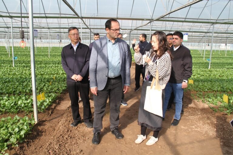 Azerbaijani agriculture delegation visiting a smart greenhouse complex in Yinchuan, China